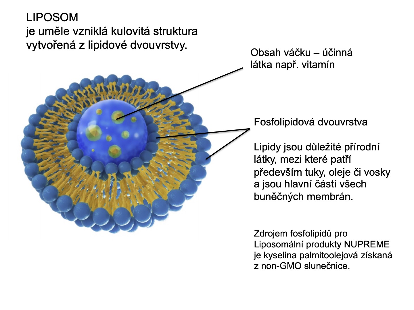 Liposom a fosfolipidy B12