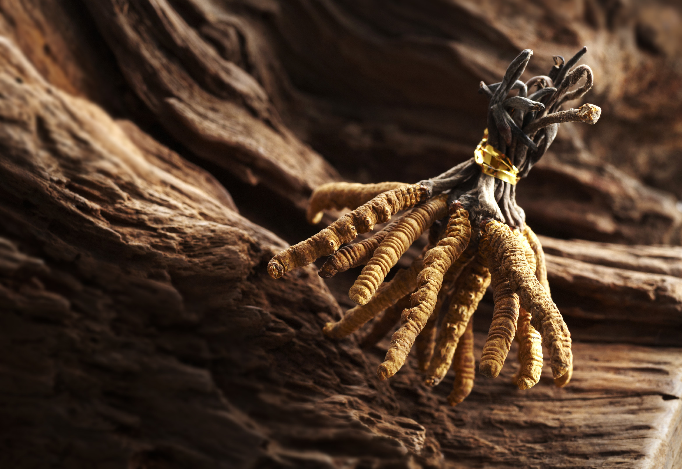 Cordyceps extract 100 kapslí NUPREME Obrázek