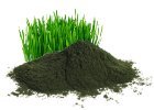 Chlorella