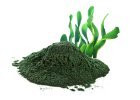 Spirulina