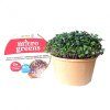 INWEEK Microgreens set 2+2 Zelí červené 40g
