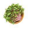 INWEEK Microgreens set 2+2 Ředkvička 40g