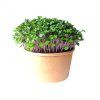 INWEEK Microgreens set 2+2 Kedluben 40g