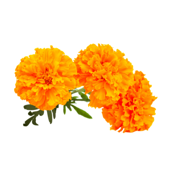 Lutein
