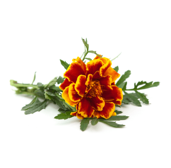 Zeaxanthin