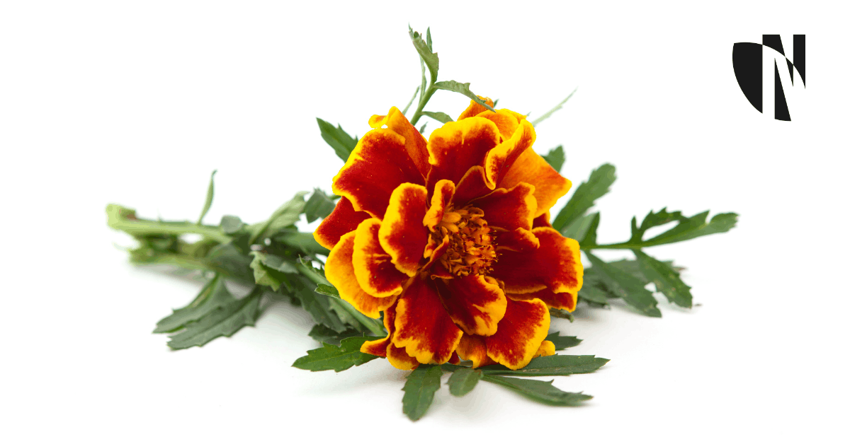 Zeaxanthin