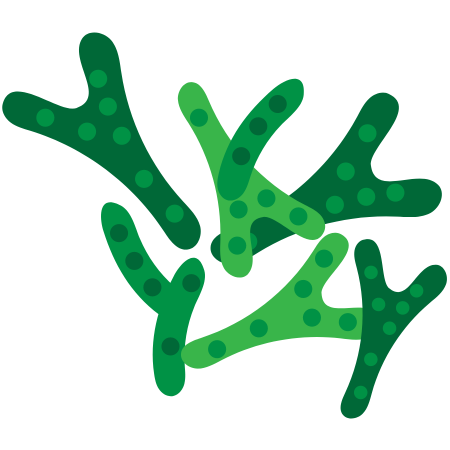 Bifidobacterium bifidum