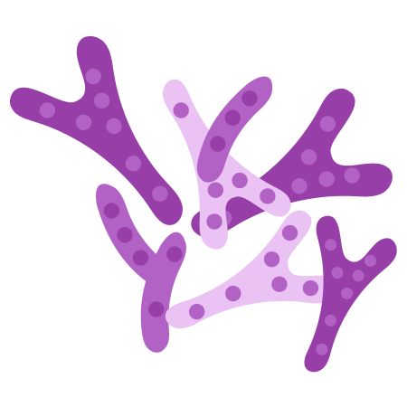 Bifidobacterium breve