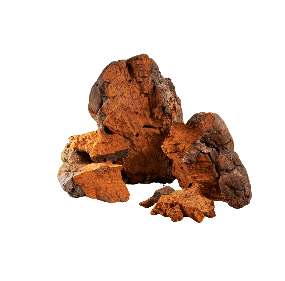 Chaga