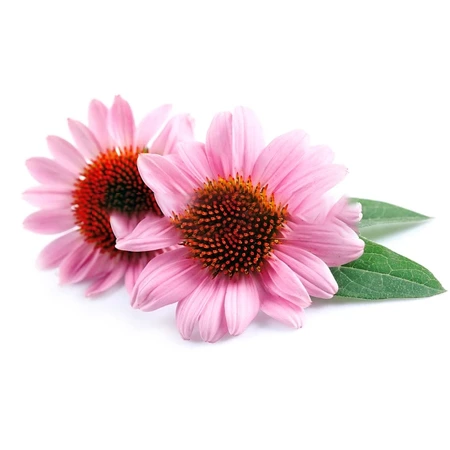 Echinacea purpurea