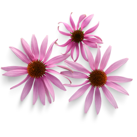 Třapatka úzkolistá