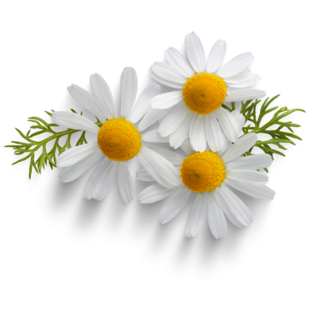 Heřmánek lékařský