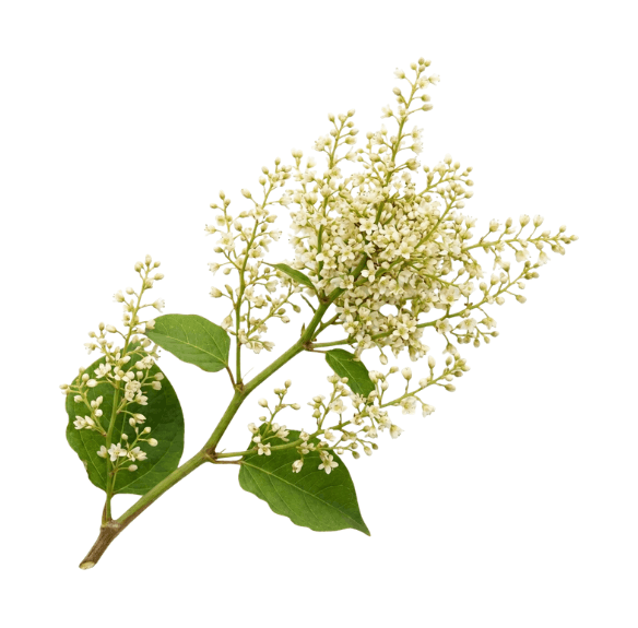 Resveratrol