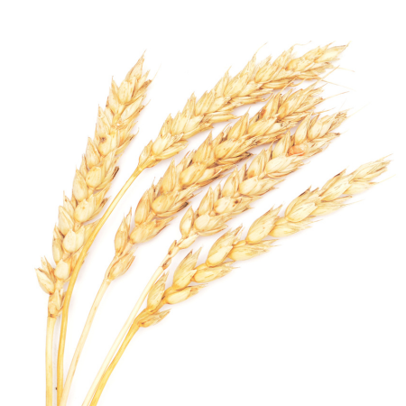 Fermentovaný L-methionin