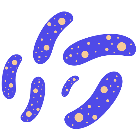 Lactobacillus brevis