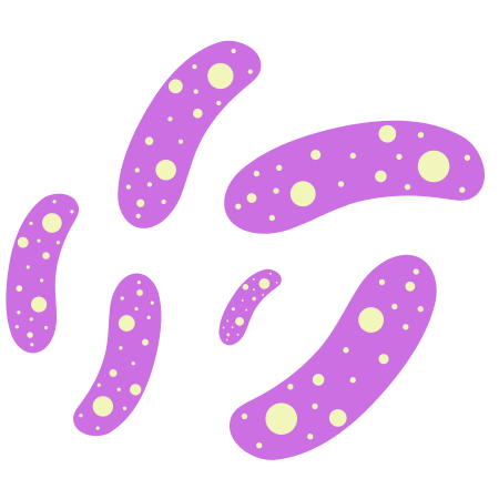 Lactobacillus bulgaricus