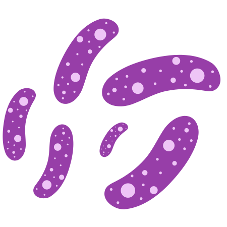 Lactobacillus fermentum