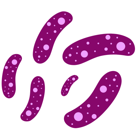 Lactobacillus paracasei