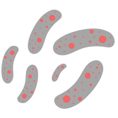 Lactobacillus reuteri