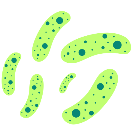 Lactobacillus salivarius