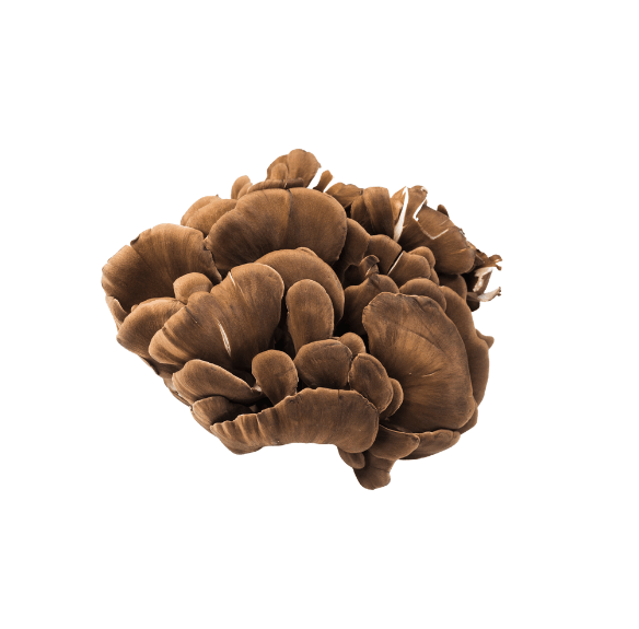 Maitake