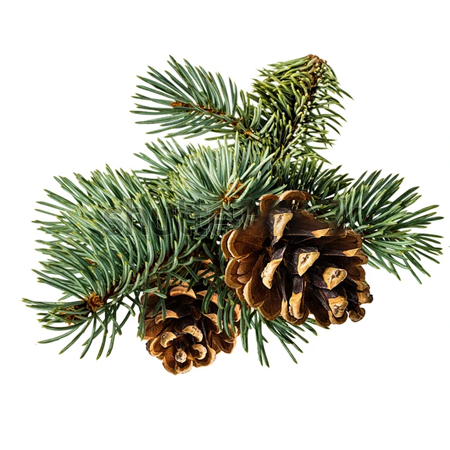 BOROVICE PŘÍMOŘSKÁ