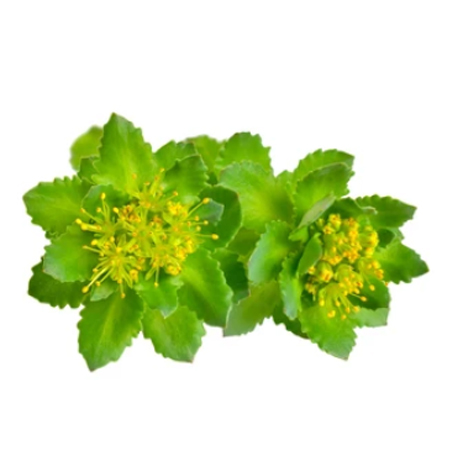 ROZCHODNICE RŮŽOVÁ