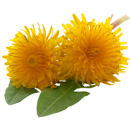 Pampeliška lékařská