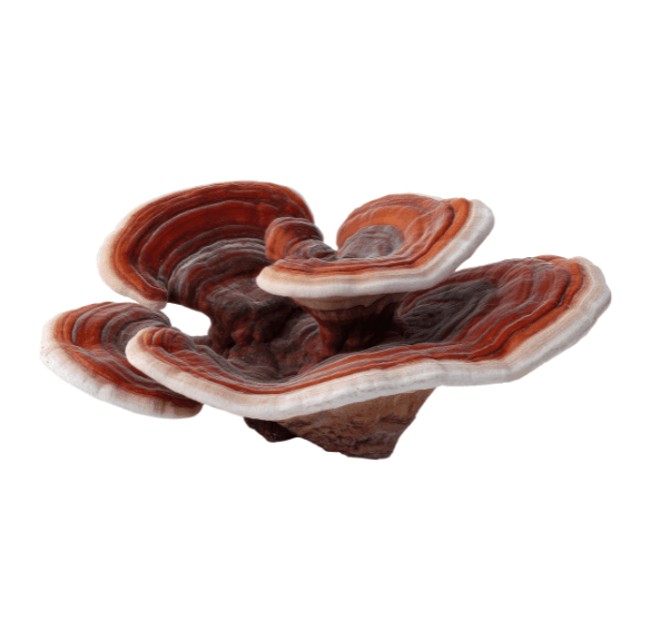 Reishi