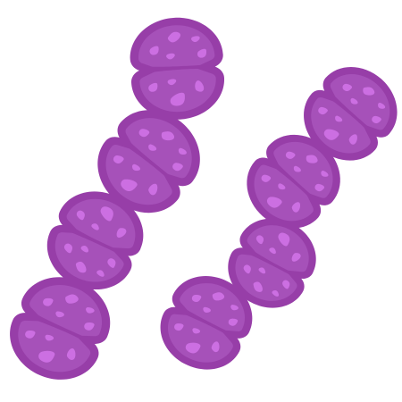 Streptococcus thermophilus