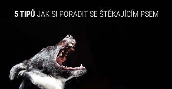 Osvědčené tipy, jak odnaučit psa zbytečně štěkat