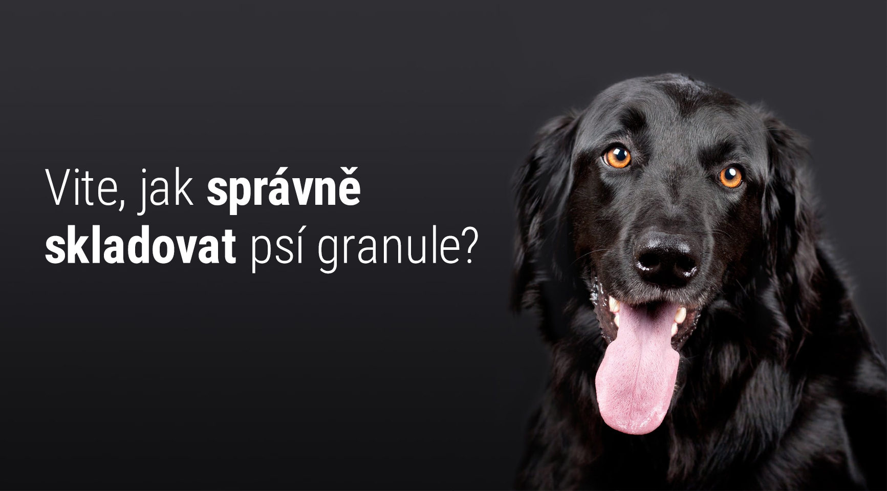 Tipy jak správně skladovat psí granule