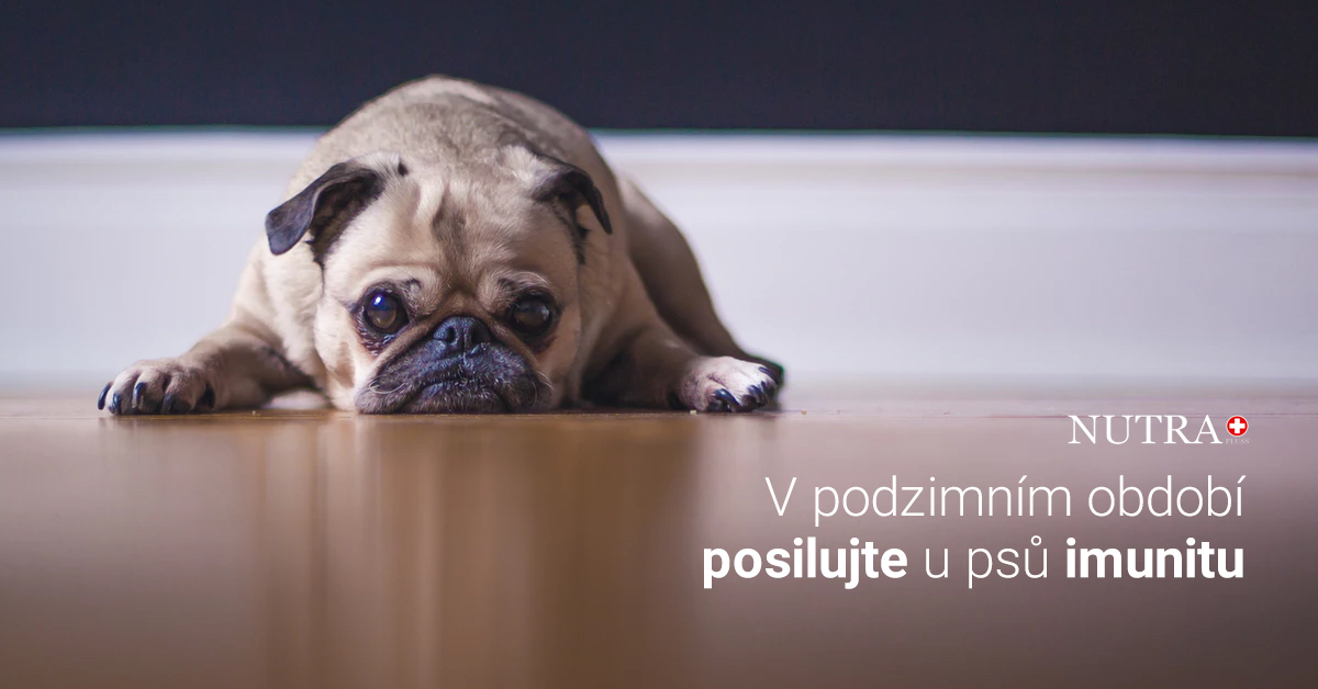 Je váš pes nastydlý? Může za tím být nebezpečná nemoc