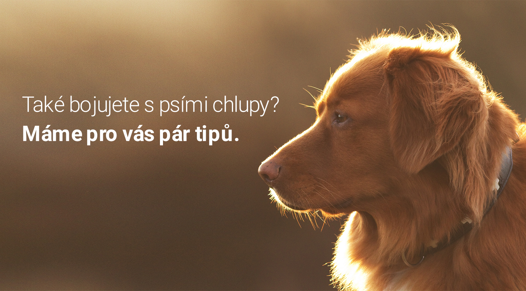 Obtěžuje vás línání vašeho psa?