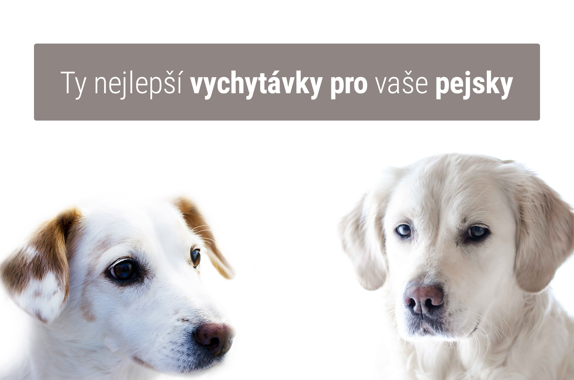 Vychytávky a "babské rady" pro vaše pejsky