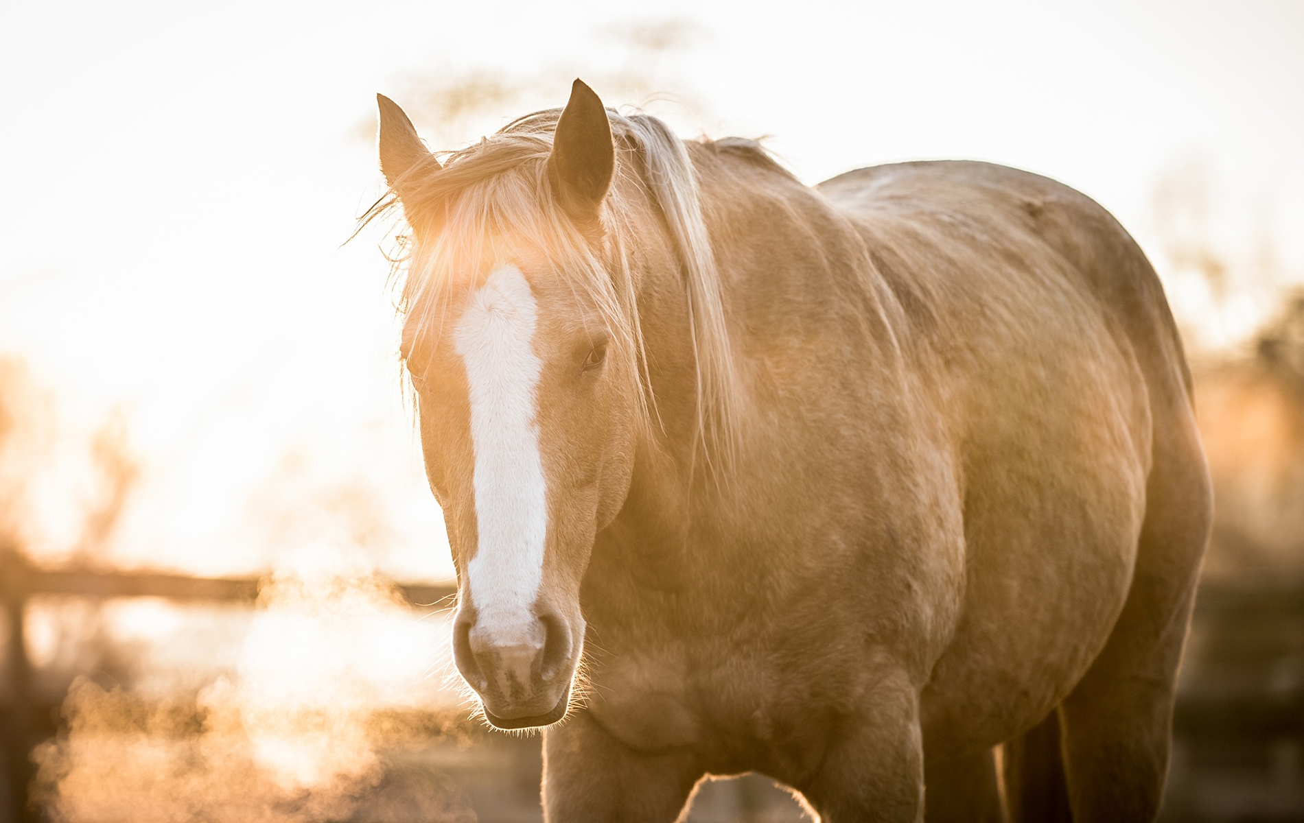 Správně vyvážená krmná dávka je základem dobré kondice