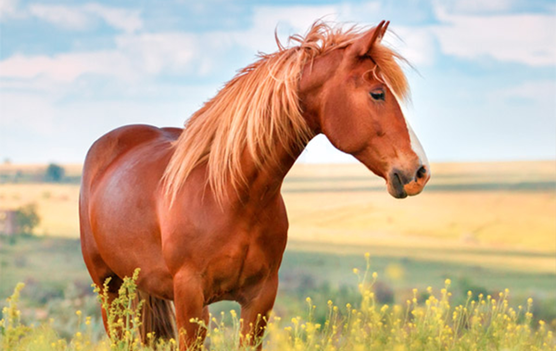 Moderní balancery, bezobilná krmiva a doplňky