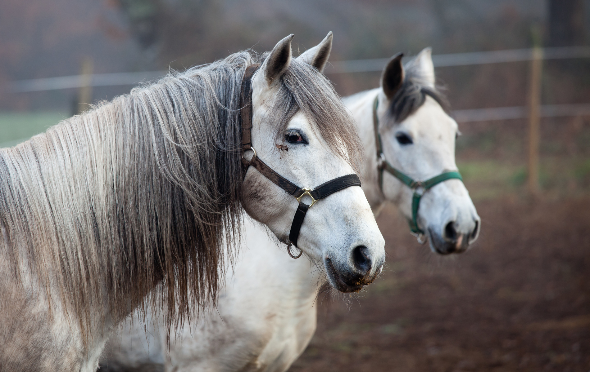 Jak správná výživa ovlivňuje energii, výkon a náladu vašeho koně