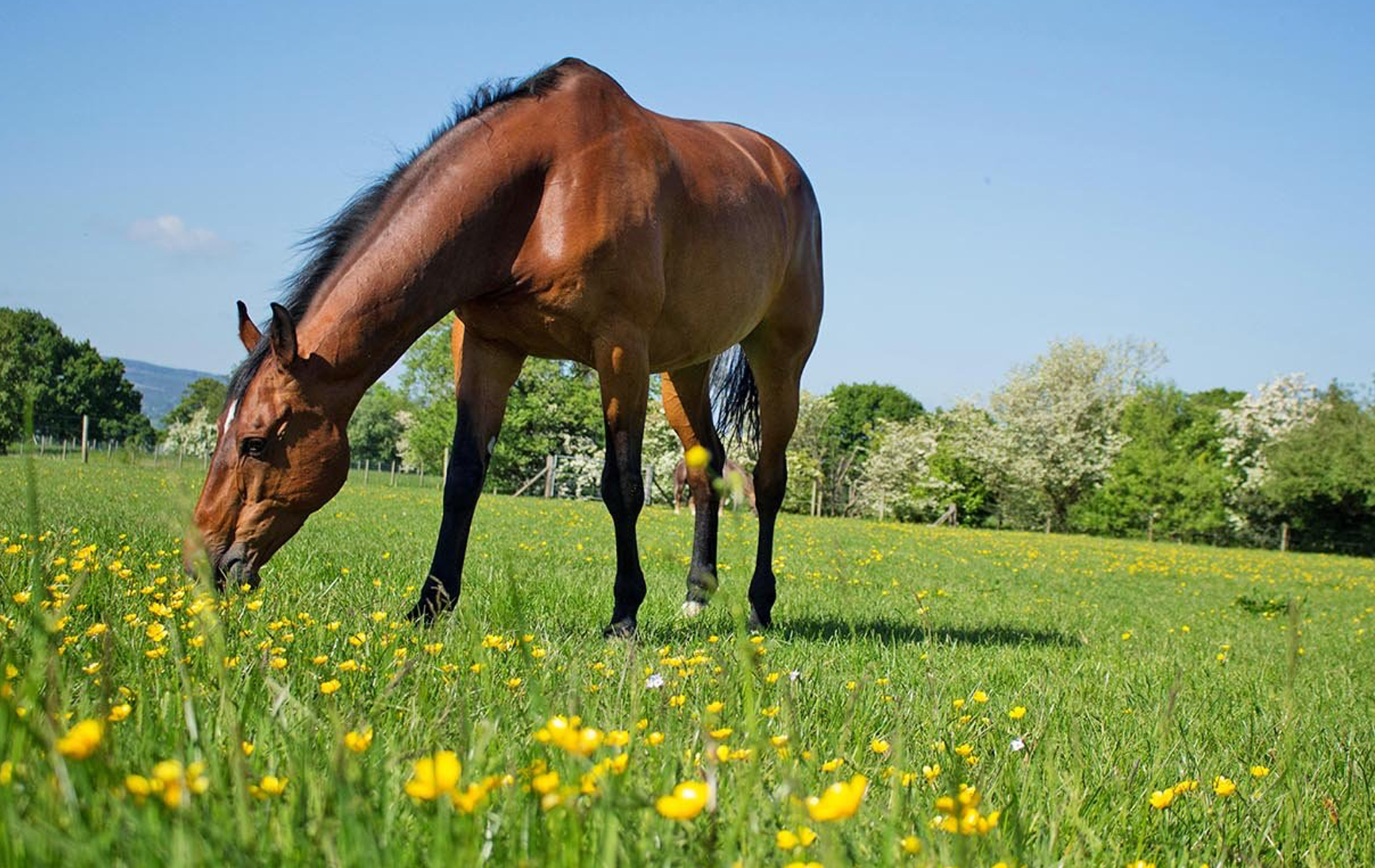 Koně, kteří přijímají dostatek aminokyselin