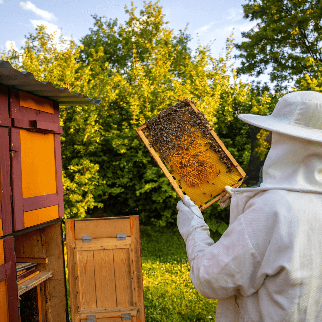 Včelí zázrak: Propolis