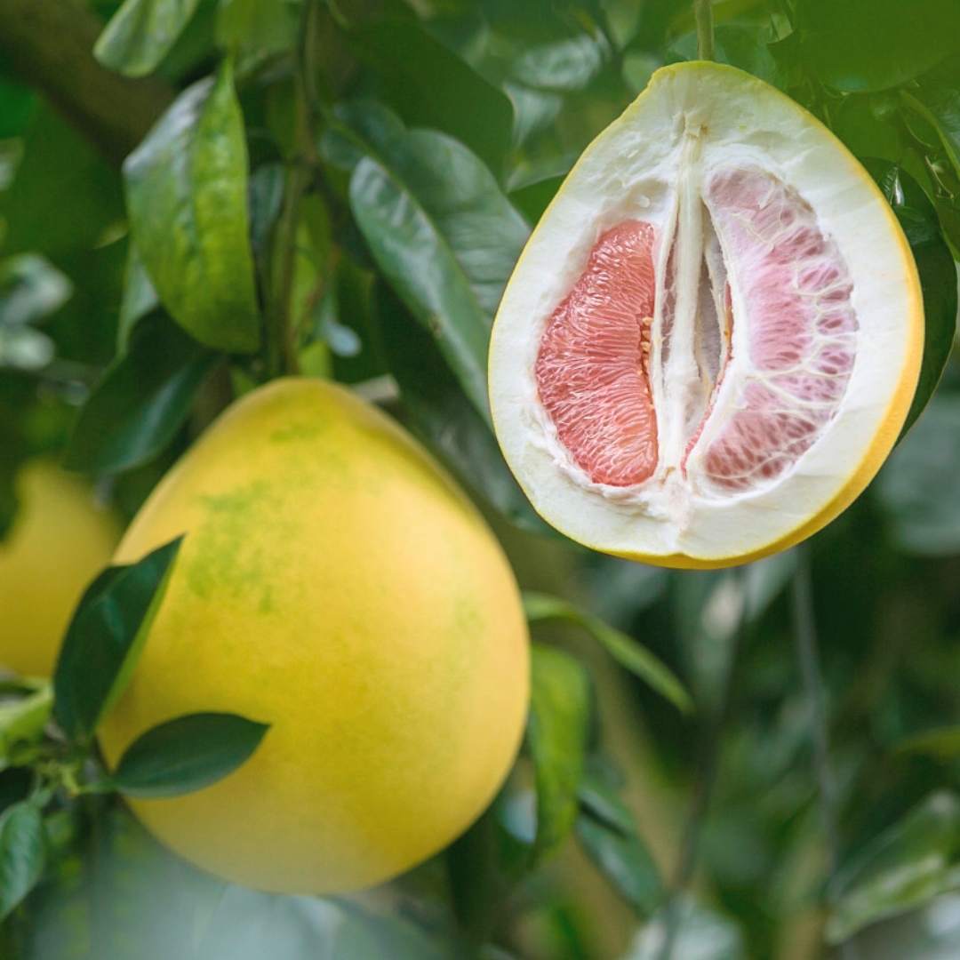 Pomelo – Osvěžující citrus s překvapivými účinky na zdraví