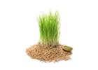 Zelený ječmen a mladá pšenice