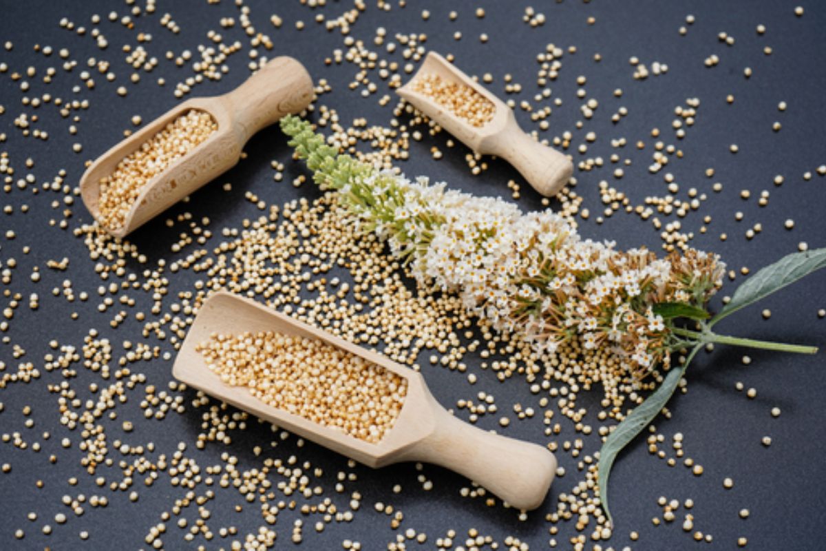 NUTSMAN BLOG RECEPT: Quinoa salát se sýrem halloumi 5