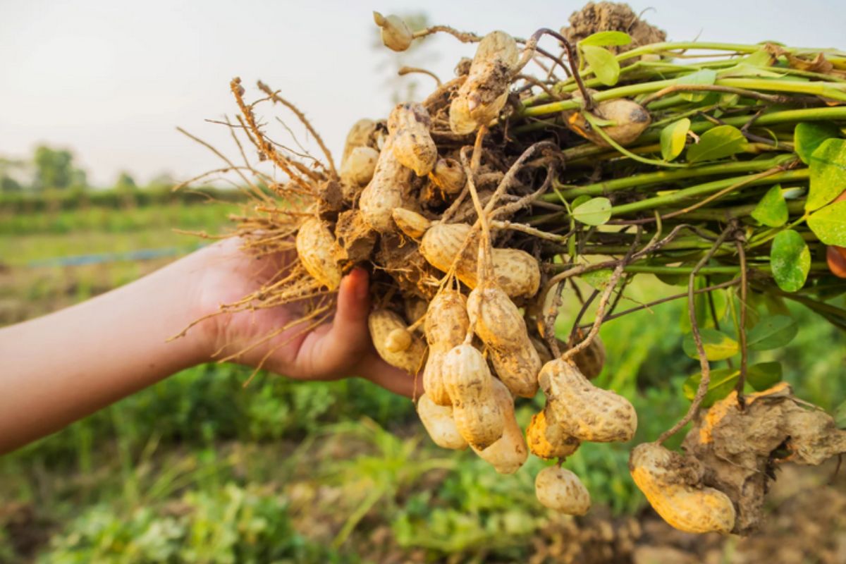 NUTSMAN BLOG Podzemnice olejná Skvělá ingredience pro vaše jídla 8