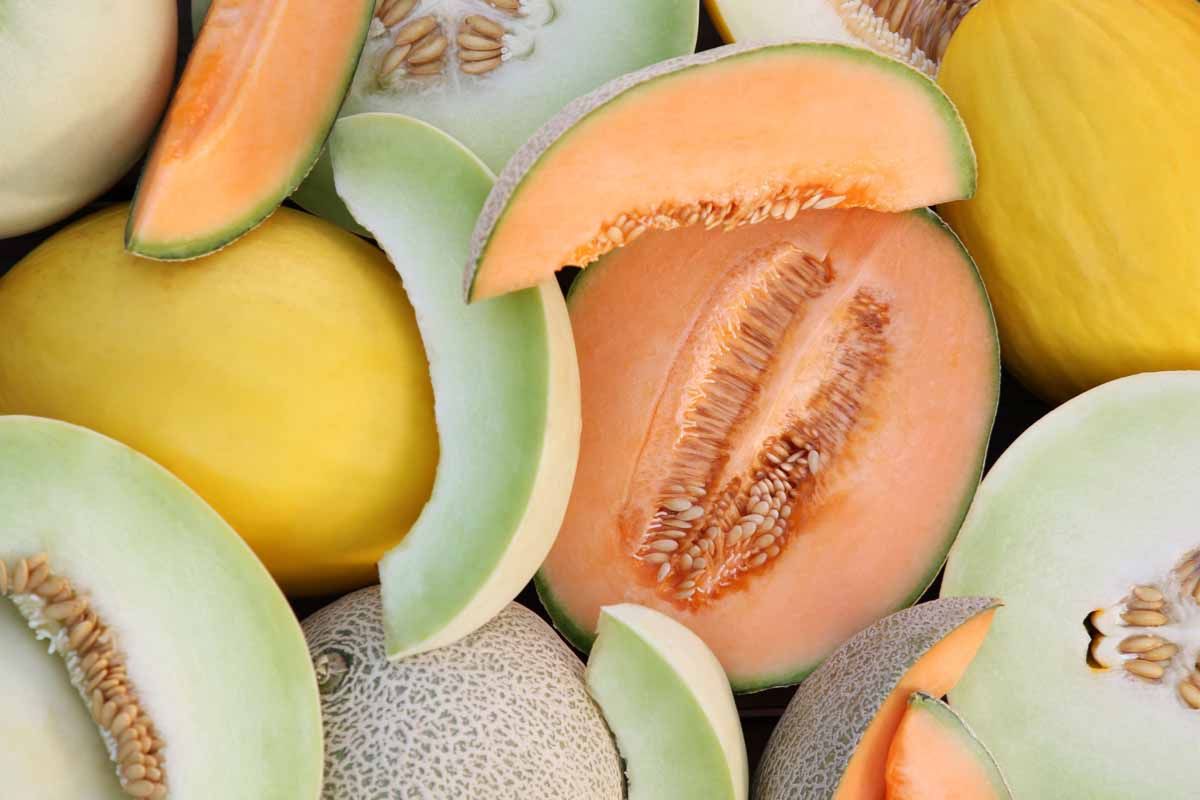 NUTSMAN BLOG Sladký a šťavnatý Vše o melounech a jejich použití 14
