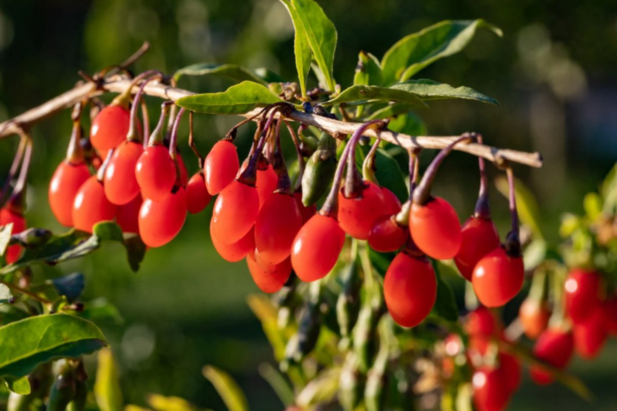 NUTSMAN GOJI BIO