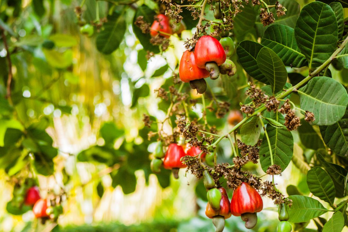 NUTSMAN KEŠU OŘECHY NATURAL BIO