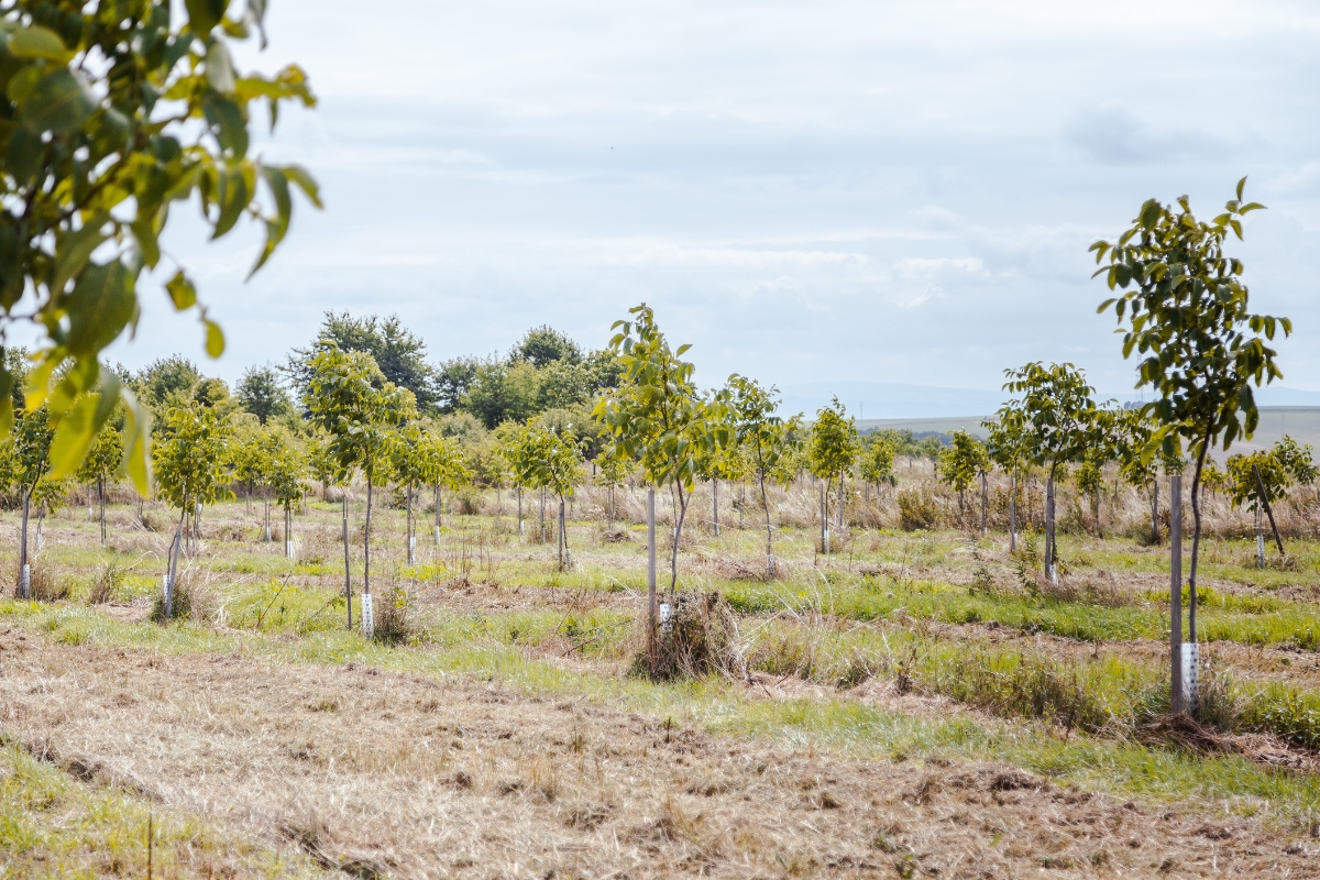 NUTSMAN Od sadu k řemeslu 1