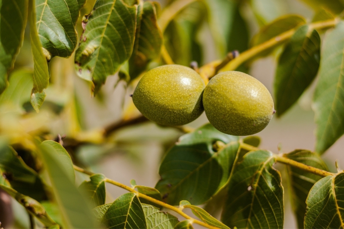 NUTSMAN BLOG Ořech zajímavosti o stromu plném života 2