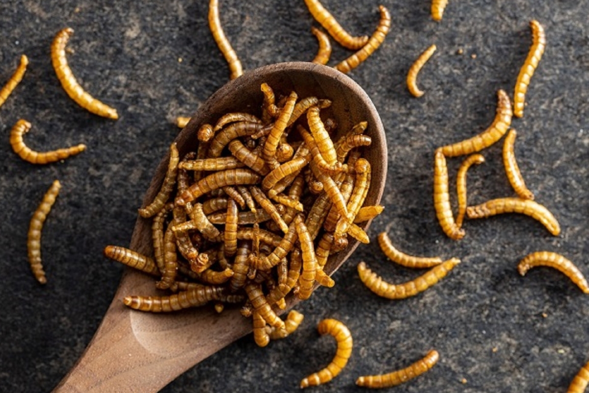 NUTSMAN BLOG Hmyz – Jídlo budoucnosti nebo jen exotická kuriozita_ 2